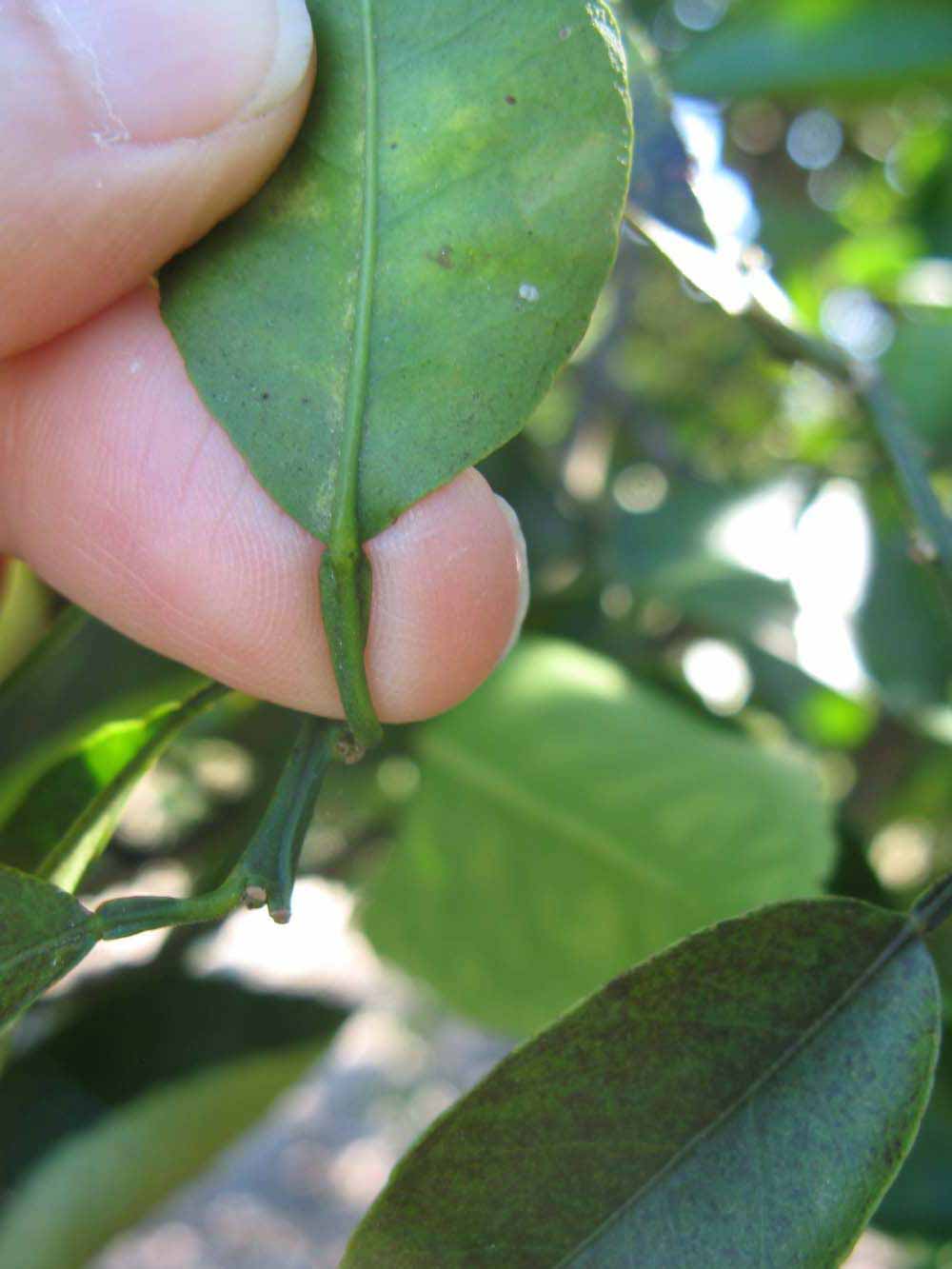              Petiole (Winter Haven, FL)       